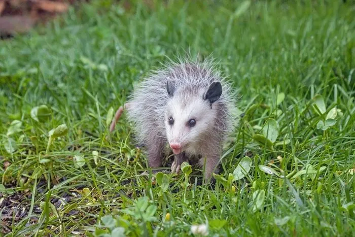 محیط زیست/چگونه اپوسوم ها به حیاط و سلامت شما کمک می کنند