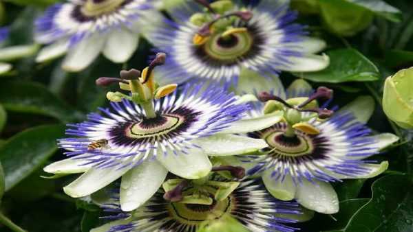 گل های عجیب