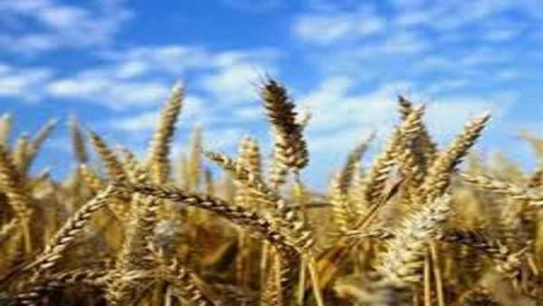 حقیقت قیمت واقعی گندم/آیا این رقم با توقعات گندمکاران از قیمت گندم هماهنگ است؟