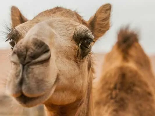 کدام قسمت از گوشت شتر مفید تر است؟چه کسانی از آن نخورند؟