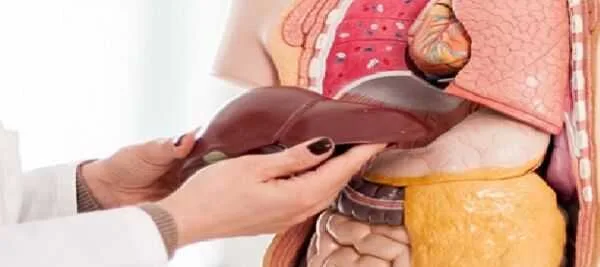 زندگی سالم را دوباره تجربه کن!/ راهنمای جامع درمان کبد چرب، دیگر نیازی به دارو نیست!