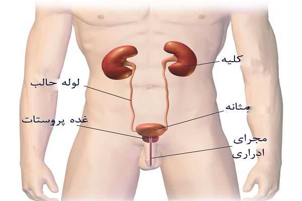 بیماری پروستات خود را در منزل بدون دارو با این خورای ها درمان کنید