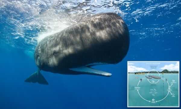 فیلم| تصاویر جذاب از نهنگ آبی