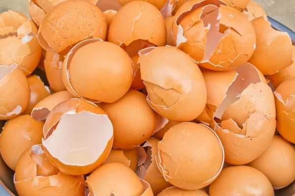 خواص پوست تخم مرغ و فواید آن برای زیبایی پوست و مو و سلامت بدن