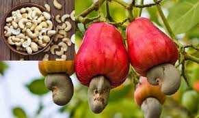 این مغز فواید اعجاب انگیزی دارد