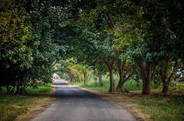 چرا ما به طور ژنتیکی عاشق طبیعت هستیم؟