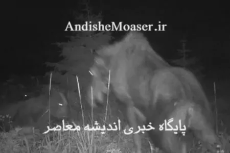 فیلم| حمله ناجوانمردانه گرگ و خرس در شکار گوزن و گوساله اش/ به حیوان بیچاره رحم نکردند