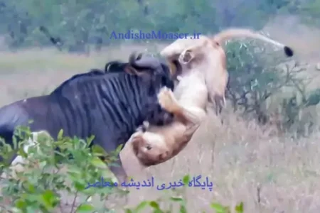 فیلم| کل یالدار با فروکردن شاخش در پای شیر از دست آن  فرار کرد