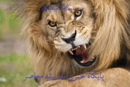 فیلم| حمله شیر لاس وگاس در حین نمایش زنده