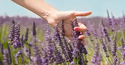 دمنوش اسطوخودوس چه خواصی دارد؟ / اگر به دنبال سلامتی هستید این دمنوش سحرآمیز را ترک نکنید