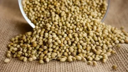 ترنجبین چیست