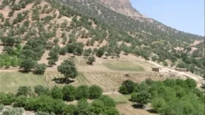 بادام اسکوپاریا چیست