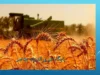 علت تاخیر در پرداخت مطالبات گندمکاران از زبان رئیس بنیاد ملی گندمکاران