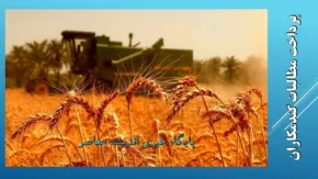علت تاخیر در پرداخت مطالبات گندمکاران از زبان رئیس بنیاد ملی گندمکاران