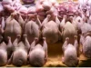 قیمت مرغ امروز ۳ مرداد ۱۴۰۵؛ ثبات نسبی بازار با اختلاف قیمت در قطعات مختلف + جدول قیمت ران، سینه و فیله