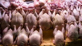 قیمت مرغ امروز ۸ مهر ۱۴۰۵ | گوشت مرغ، فیله، سینه و ران چند شد؟