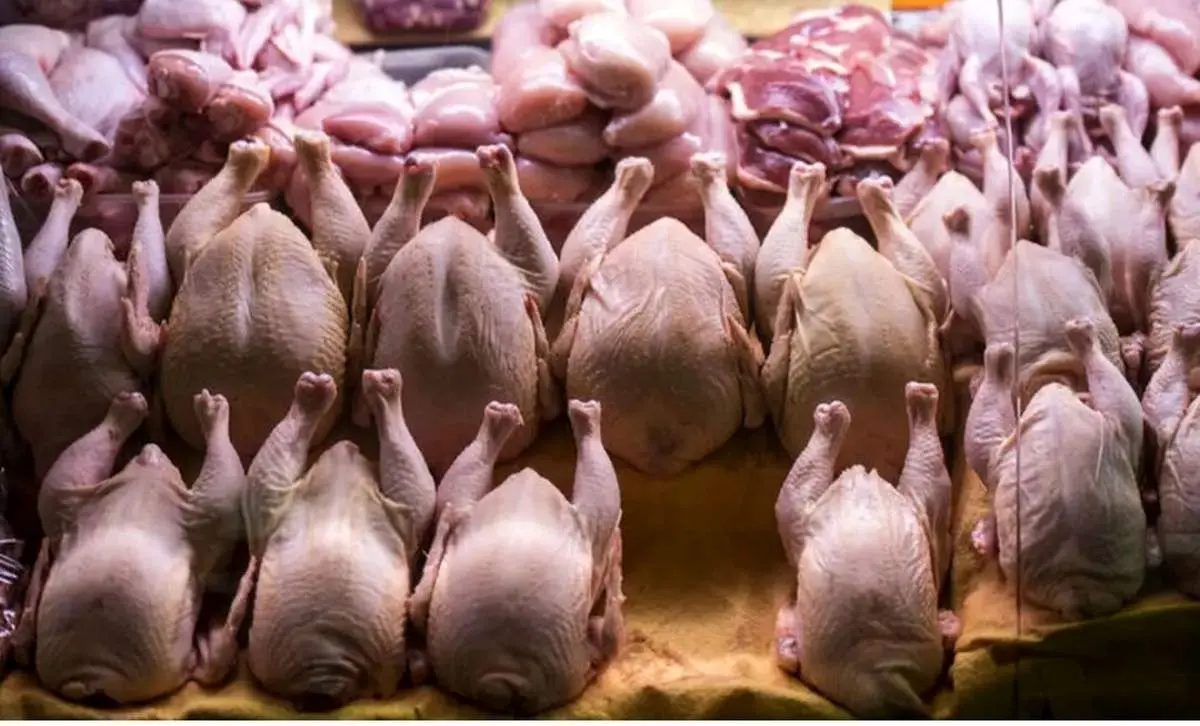 قیمت مرغ امروز ۸ مهر ۱۴۰۵ | گوشت مرغ، فیله، سینه و ران چند شد؟