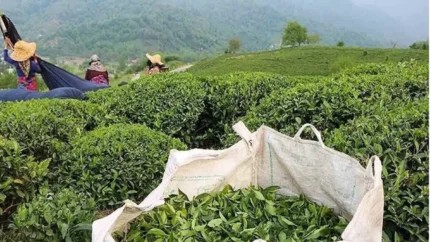 فال چای فردا جمعه ۱ آبان ۱۴۰۵؛ تعبیر فال چای برای عشق، پول، ازدواج و خبر خوش