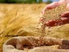 آخرین خبر از پرداخت مطالبات گندم کاران