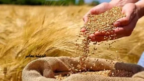 آخرین خبر از پرداخت مطالبات گندم کاران