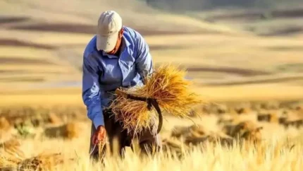 دولت زمان واریز پول گندم کشاورزان را اعلام کرد؛ خبر مهم برای گندمکاران / آخرین جزئیات پرداخت مطالبات گندم و زمان تسویه حساب با کشاورزان / خبر خوش برای گندمکاران؛ زمان پرداخت مطالبات گندم اعلام شد و چشم انتظاری کشاورزان برای دریافت پول محصولشان به پایان نزدیک شد!
