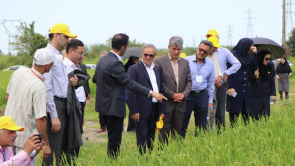 رونمایی از ۲ رقم جدید برنج «تی‌تی» و «کویر» در گیلان؛ گام تازه برای افزایش تولید برنج / دو رقم جدید برنج «تی‌تی» و «کویر» در گیلان معرفی شدند؛ تحول در کشت ارقام بومی / رونمایی از ارقام جدید برنج «تی‌تی» و «کویر»؛ دستاورد تازه پژوهشگران کشاورزی در گیلان
