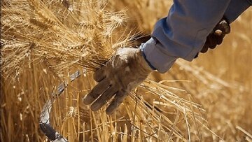 خبر خوش برای گندمکاران / دولت زمان پرداخت مطالبات را اعلام کرد