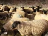 بازار دام و گوشت قرمز امروز ۱۴ مرداد | کاهش ۳۰ درصدی قیمت دام زنده؛ علت اصلی چه بود؟ / رئیس شورای تأمین دام: قیمت هر کیلو بره نر ۶۳۵ تا ۶۴۰ هزار تومان، گوساله ۵۰۰ تا ۵۱۰ هزار تومان / چرا گوشت در قصابی‌ها ارزان نشد؟
