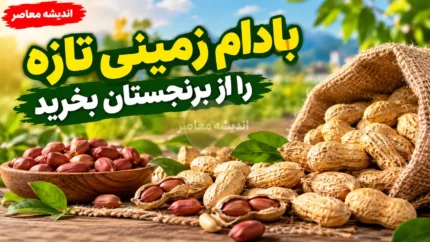 بهترین بادام زمینی آستانه اشرفیه؛ بادام تازه و خوش طعم را از برنجستان بخرید/شماره تماس و ثبت سفارش: ۰۹۳۹۷۰۲۱۰۵۶