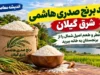 برنج هاشمی گیلان چرا محبوب است؟