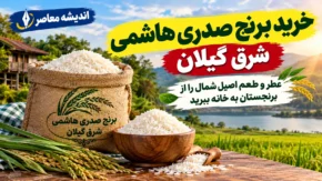 خرید برنج صدری هاشمی شرق گیلان؛ عطر و طعم اصیل شمال را از برنجستان به خانه ببرید