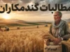 مطالبات گندمکاران ۱۴۰۵؛ آخرین خبر از واریز پول گندم، مبلغ پرداخت‌شده و زمان تسویه باقی‌مانده مطالبات