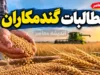 آخرین وضعیت مطالبات گندمکاران در مهر ۱۴۰۵ | پرداخت ۳۹۲ همت از پول گندم کشاورزان؛ جزئیات تسویه باقی مانده مطالبات گندمکاران را بخوانید